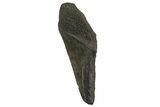 Partial Fossil Megalodon Tooth - South Carolina #321279-1